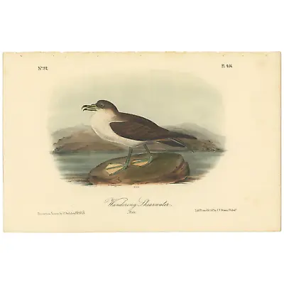 Audubon Birds Octavo 2nd Ed 1856 H/c Lithograph Pl 456 Wandering Shearwater • $25.35