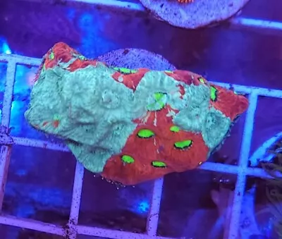Live Coral Robbie's Corals Ultra Painted War (Favia) Coral WYSIWYG 1.75 -2  • $34.99
