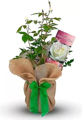 £27.99 • Buy Silk Wedding Gift Rose - 12th Anniversary Gift - Gift Wrapped With Huge Bow
