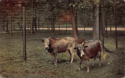 $19.90 • Buy Detroit MI Michigan Downtown 1910s Belle Isle Zoo Sacred Cows Vtg Postcard P2