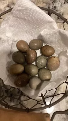 6 Fertile Button Quail Hatching Eggs • $11