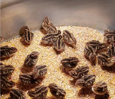 24+EXTRAS Coturnix Quail Hatching Eggs Fertile • $28.95