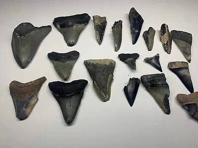 Megalodon Hastalis Mako Tooth Lot 18 Fossil Teeth Florida • $175