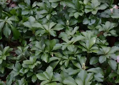 300 Japanese Pachysandra Plants Shade Tolerant Evergreen Perennial Ground Cover • $269.99