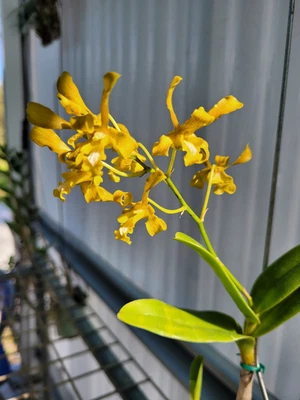 $15.50 • Buy Dendrobium Species - Den. Sylvanum Var. Flava - Division 