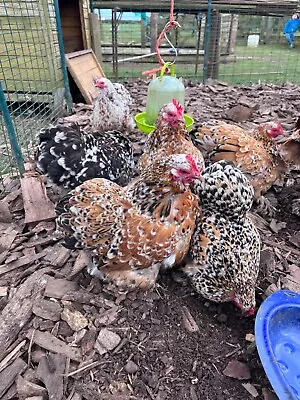 6  Millefluer Pekin Hatching Eggs • £10