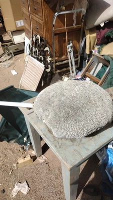 $300 • Buy BRAIN CORAL....huge