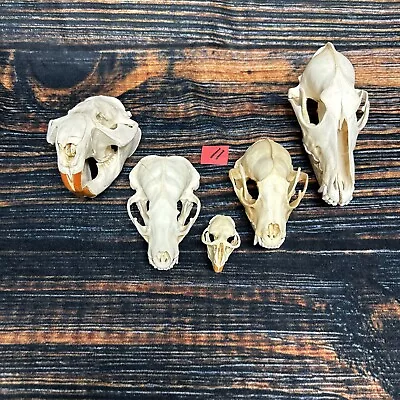 5 Lot Skulls Animal Coyote Raccoon Muskrat Odd Mount Craft Unique Art Head Odd • $99