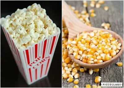 £1.99 • Buy Popcorn Pop Corn Maize Seeds Raw Popping Kernels Free UK Postage