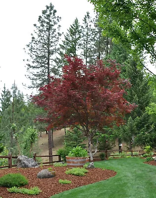 $6.50 • Buy Acer Palmatum Red Emperor Maple Palmate Maple Japanese Maple Tree Seeds 30 Seeds