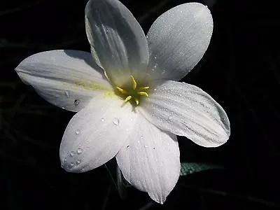 Rain Lily Zephyranthes Antarcticia  1 Bulb NEW Habranthus • $18