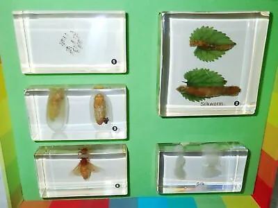 Life Cycle Set Silk Moth Bombyx Mori Specimen In 5 Clear Lucite Block 1710 • $34.99