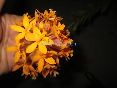 Epidendrum Orchid- Dark Yellow 1 Small Keiki/Cutting • $22