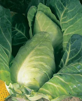 Cabbage Durham Early  10 Gram ~ 3500 Finest Seeds  Spring Greens • £2.29