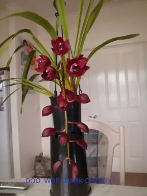 Cymbidium Orchid  DOO WOP   'DARK CHERRY' • $25