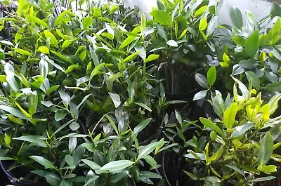 😎 10 BIGGER RED MANGROVE PLANTS🌱 SUPER HEALTHY  100% Organic  🐟🐠🐌 • $32