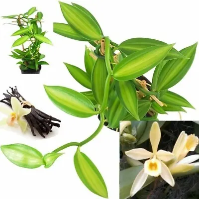 Vanilla Bean Orchid 4-6 Inches Fresh Cutting From My Plant. • $13.99