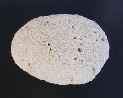 Genuine Brain Coral 1.15 Lbs. 5.5  Long X 4  Deep X 3  High • $29.99