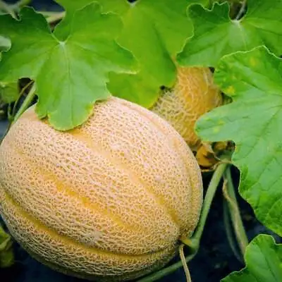 Hales Best Jumbo Melon Seeds NON-GMO Cantaloupe Muskmelon FREE SHIPPING • $1.69