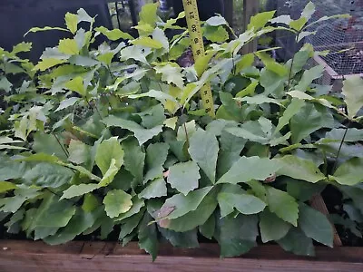 Oak Seedlings Swamp White Oak (5-Pack) • $50