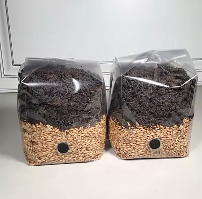 PREMIUM All In One Mushroom Grow Bag (2) 4 LBS! • $42.99