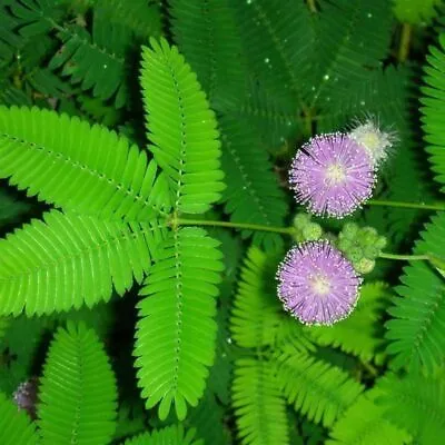 50 Mimosa Seeds Mimosa Pudica Sensitive Plant Mimose  • $2.57