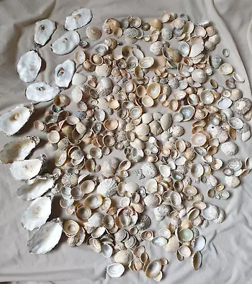 500+ North Sea Beach Limpet Cockle & Other Sea Shells  & 12 Oyster Shells • £16.99