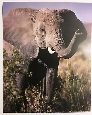 Elephant Poster Print Wildlife Lucky Lithograph Vintage 1991 Art Aubrey Lang NOS • $11.99