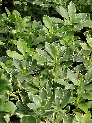 Pachysandra Silver Edge 50 Bare Root Plants • $138.50