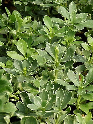 Pachysandra Silver Edge 70 Bare Root Plants • $193.90