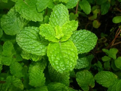 1500 SPEARMINT SEEDS Mentha Spicata Mint Tea NonGMO • $3.29