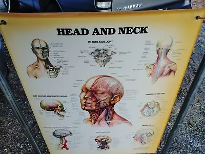 1987 Anatomical Chart Co. Original Heavy Laminated Poster Head Neck Medical  • $44