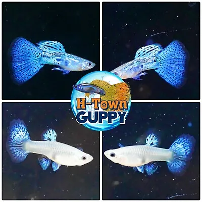 1 TRIO  - Live Aquarium Guppy Fish High Quality - Blue Grass   • $35.16