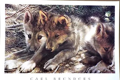 Pick Of The  Pack  By  Carl Brenders Wolf Cubs • $25