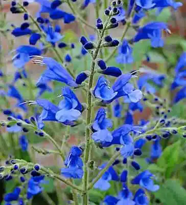 3x Salvia Blue Butterflies Plug Plants Aromatic Ornamental Sage Perennial • £11.49