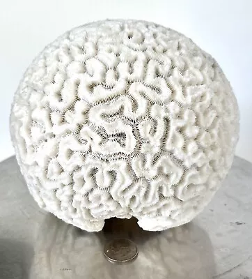 $450 • Buy Gorgeous  Vintage Natural White BRAIN CORAL 5lb 10oz/ 2550g