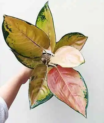 Aglaonema Sultan Brunei Free Phytosanitary Certificate • $73.88