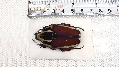 Mecynorrhina Ugandensis Obenbergeri Female 49mm Uganda Beetle #12 • $16.01
