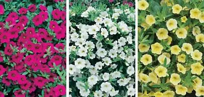 Calibrachoa Trailing Million Bells Petunia Mixed Colours Plug Plants Pack X12 • £15.95