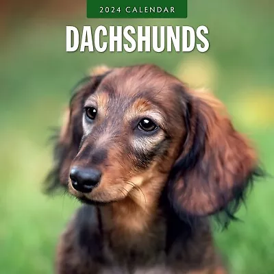 Dachshunds 2024 Square Wall Calendar • £5.99