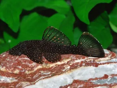 £27 • Buy Spotted Bristlenose Pleco | Ancistrus Hoplogenys | L059 | South American Catfish