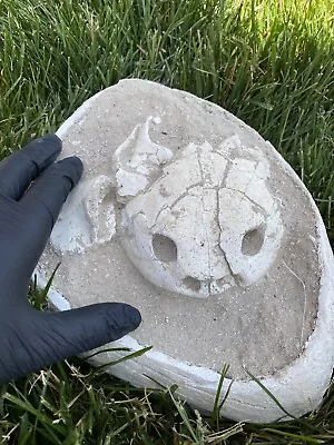 $1499 • Buy 100% Genuine Turtle Skull Fossil, Rare Two Nose Holes, Reptile From Morocco