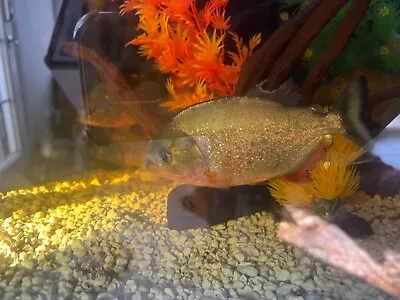 5 Red Belly Piranha Live Freshwater Aquarium Fish • $78
