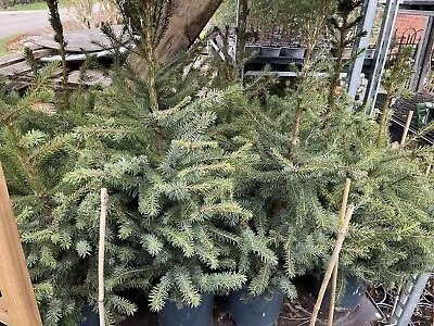 X1 Picea Ormorika 3-4ft In Pot (Serbian Spruce) • £39.99