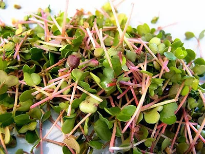 £1.39 • Buy Organic Sprouting Seeds Radish China Rose  40gm
