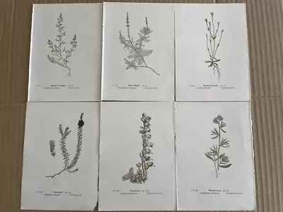 £3 • Buy 6 Antique Vintage Botanical Prints By Edward Step C1963. Book Plates. Flowers.