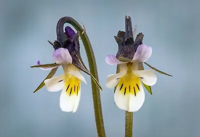 Field Pansy Seeds Viola Arvensis Wildflower Wildflower Bees SALE UK Seller • £1.75