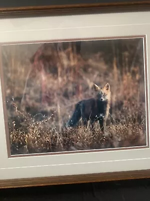 Thomas D Mangelsen Limited Edition Framed Photograph  Red Fox  100/950 • $399.99