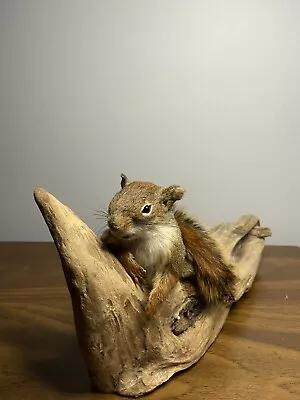 Beautiful Adorable Red Squirrel Small Animal Taxidermy Mount Art Wildlife • $165