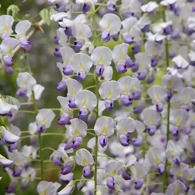 Wisteria Floribunda Multijuga - Japanese Wisteria Grafted Plant In 9cm Pot • £16.95